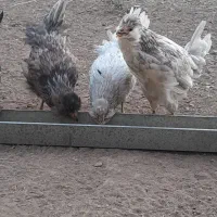 نیمچه گلین|حیوانات مزرعه|طارم, |دیوار