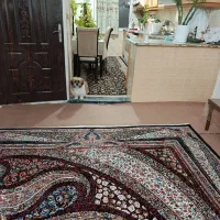 سگ نر شیتزو ۳ماهه|سگ|اراک, |دیوار