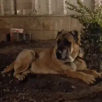 سگ آلابای|سگ|مشهد, باغستان|دیوار