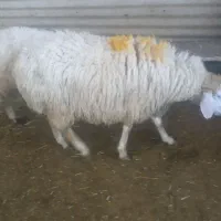 فروش گوسفند زنده با خدمات کامل و رایگان|حیوانات مزرعه|تهران, آذری|دیوار