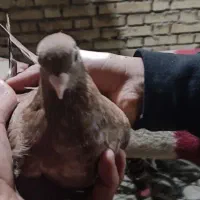 کفتر زاغ درجه یک|پرنده|امیدیه, |دیوار