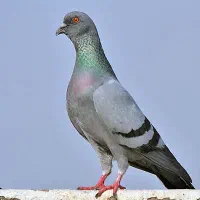 زیر سوله کود کبوتر جمع میکنیم