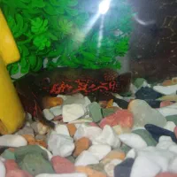 آکواریوم شیشه خم با اسکار|ماهی|قزوین, |دیوار