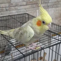 عروس هلندی نر گلباقالی مرواریدی|پرنده|شاهدشهر, |دیوار