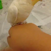 یک جفت عروس هلندی دستی. بشرط سخنگو بودن دستی بودن|پرنده|شاهینشهر, شهرک گلدیس|دیوار