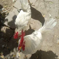 خروس سفید