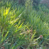 فروش تعدادی یوکا کوچیک و بزرگ۲ شاخ و ۱شاخ|گل و گیاه طبیعی|رودسر, |دیوار