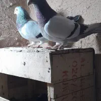 کبوتر|پرنده|امیدیه, |دیوار