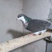 ساده|پرنده|فریمان, |دیوار