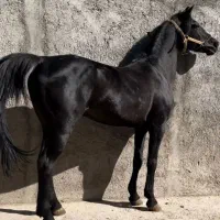 سلام اسب عرب نر کاملا آموزش دیده