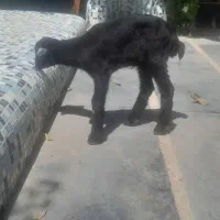 گوسفند