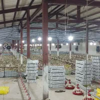 فروش مرغداری 20/000 هزار قطعه ای