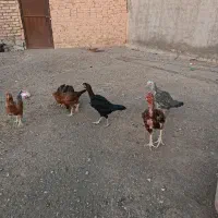 مرغ لاری و جوجه لاری اصیل|حیوانات مزرعه|سبزوار, زینبیه|دیوار