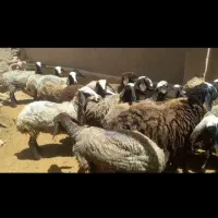 بره ماده درشت اصل شالی تمیز در حد شیشک