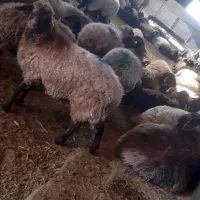 با سلام خدمت هم شهری های عزیز تعداد گوسفند فروشی|حیوانات مزرعه|شیروان (خراسان), |دیوار