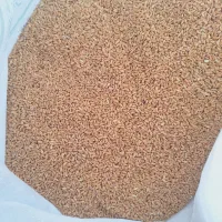 گندم چمران۲|خدمات باغبانی و درختکاری|شوشتر, |دیوار