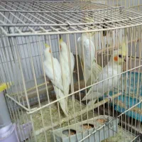عروس پاریس|پرنده|اهواز, زوویه ۲|دیوار