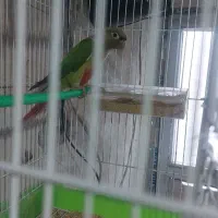 پرنده گیرینجیک قابل معاوضه