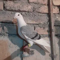 کبوتر یکدونه پشتارگراف هم پرشی وهم جفتگاه