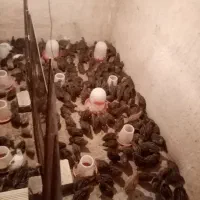 فروش بلدرچین
