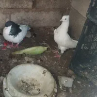 کبوتر مسافتی