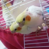 عروس هلندی لوتینو