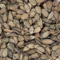 عمده فروشی|عمده‌فروشی|شیراز, دانشکده کشاورزی دانشگاه شیراز|دیوار
