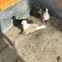 دوکت زرد|پرنده|اهواز, کیانپارس |دیوار