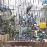 مرغ عشق|پرنده|کرج, چهارصد دستگاه|دیوار