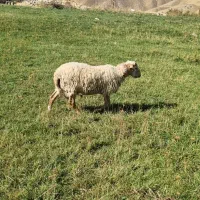 رومانف