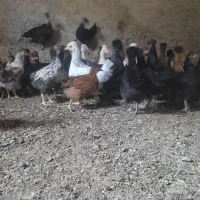 جوجه کاکلی|پرنده|مرودشت, محمد آباد|دیوار