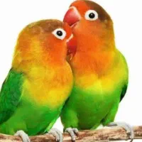 عروس هلندی ، طوطی برزیلی ، مرغ عشق ، قفس  لانه دان|پرنده|دهگلان, |دیوار