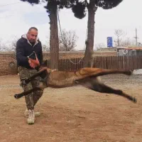 آموزش و تربیت سگ