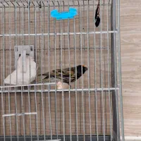 پرنده سهره قناری گلبسر نر|پرنده|رباطکریم, رباطکریم|دیوار