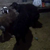 برنر|حیوانات مزرعه|قره پشتلو, |دیوار