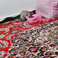 واگذاری گربه