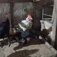 فروش ۶ عدد مرغ وخروس