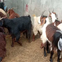 گوسفند و بره و بزغاله کشتاری داشتی در قره تپه|حیوانات مزرعه|گرگان, |دیوار