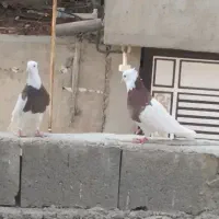 معامله با کبوتر