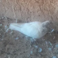 کبوتر