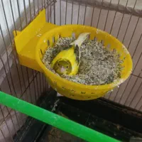 یک جفت قناری مولد