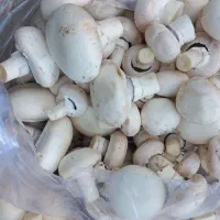 قارچ درجه ۲ تازه تازه