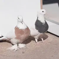 طوقی جفت مهر از پدرمادر سرور|پرنده|قم, باغ شازده|دیوار