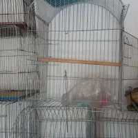 قفس عروس هلندی