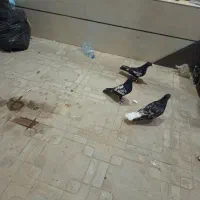 سرور دم سفید سینه سیاه|پرنده|داراب, |دیوار