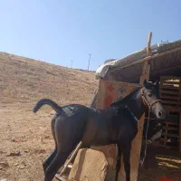 کره اسب و مادیان