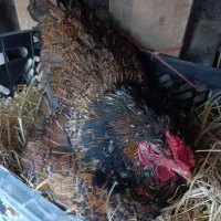 مرغ کرچ گلین چهل تاج