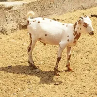 ماشین برای تربت حیدریه