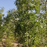 باغ معصوم آباد|فروش زمین و ملک کلنگی|بیرجند, |دیوار