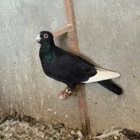 پرنده کبوتر قره سیاه|پرنده|شیراز, شهرک گلستان|دیوار